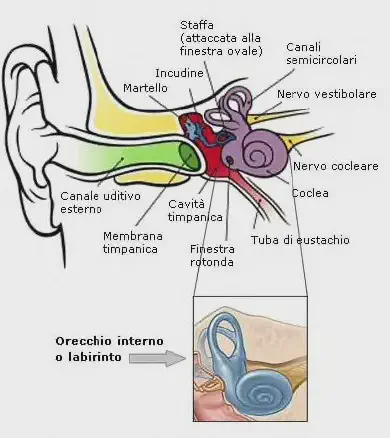 disegno che rappresente l'anatomia interna dell'orecchio umano